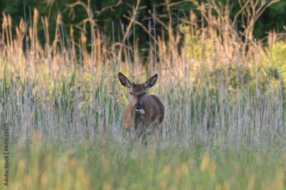 Beautiful Cervus elaphus deer in a wild meadow, large forest animals in the game refuge, nature reserve, beautiful meadow and clearing, wild animals Beautiful Cervus elaphus deer in a wild meadow, large forest animals in the game refuge, nature reserve, beautiful meadow and clearing, wild animals
