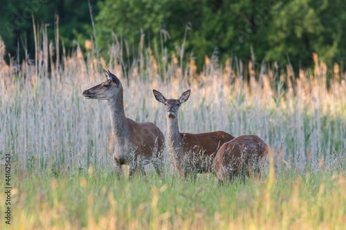 Beautiful Cervus elaphus deer in a wild meadow  large forest animals in the game refuge  nature reserve  beautiful meadow and clearing  wild animals