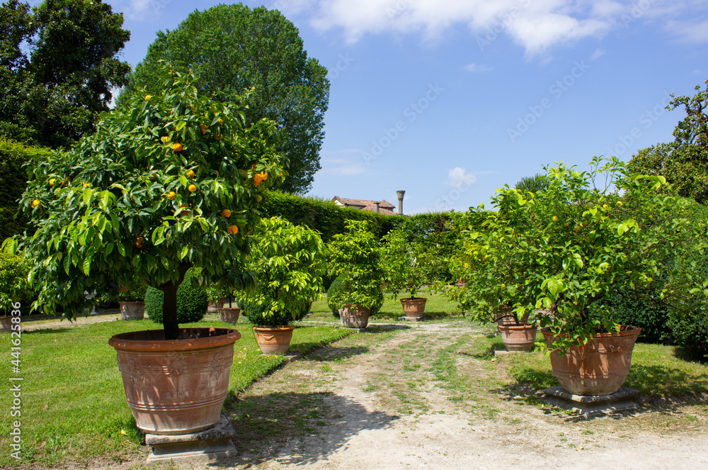 Citrus garden. Plants of oranges and lemons of ancient ceramic vases.