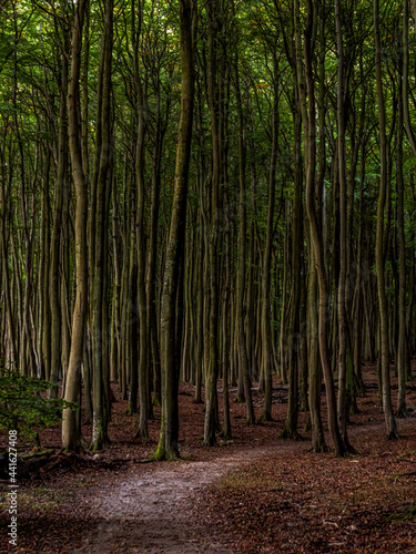 A footpath through the forest in the National Park Jasmund  Mecklenburg-Western Pomerania  Germany