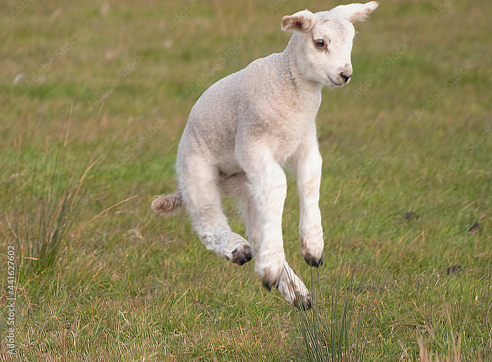The Flying Lamb The Flying Lamb