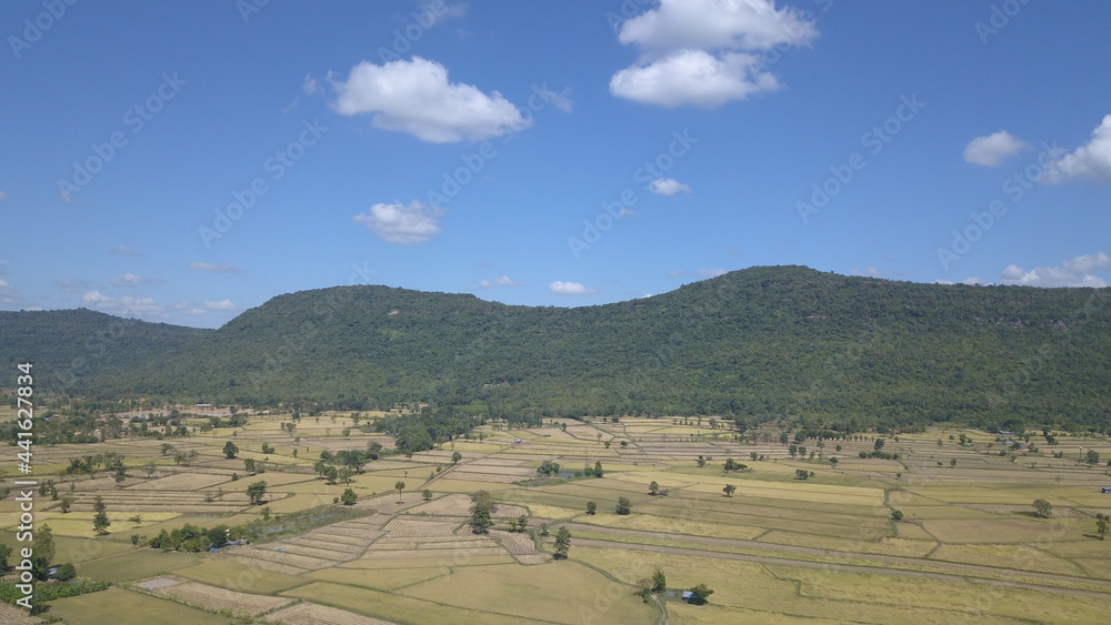 Fototapeta premium rice field by drone