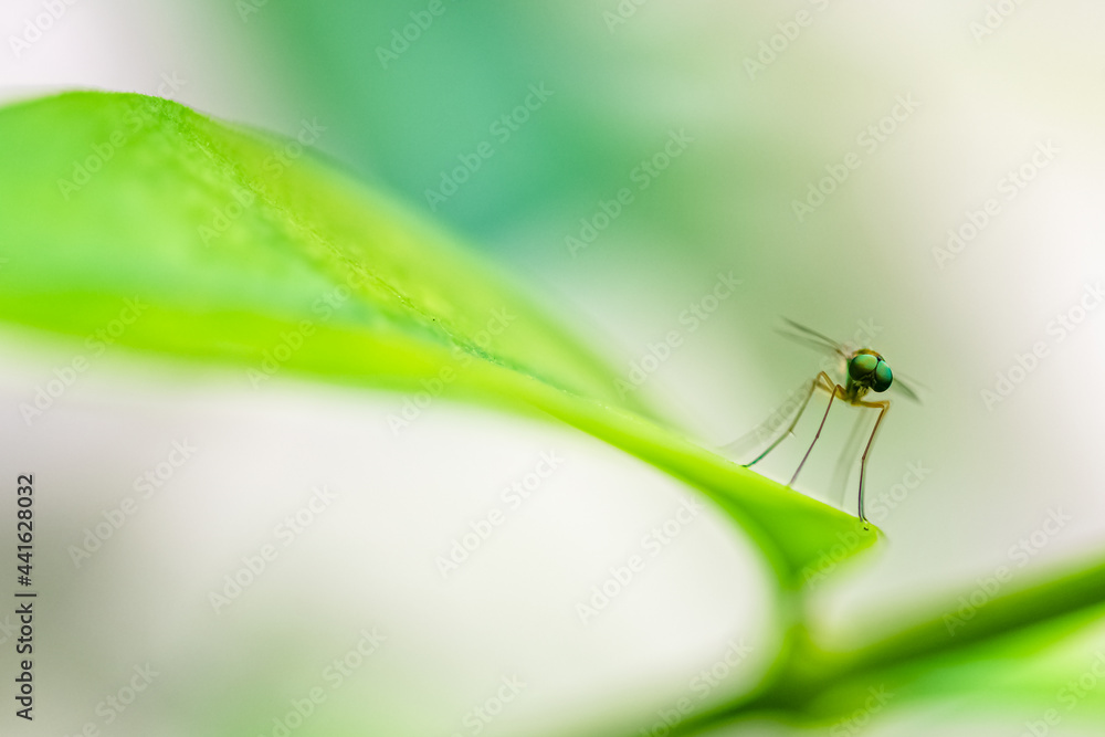 Naklejka premium marsh snipe fly, Rhagio tringarius, a fly standing on a leaf 