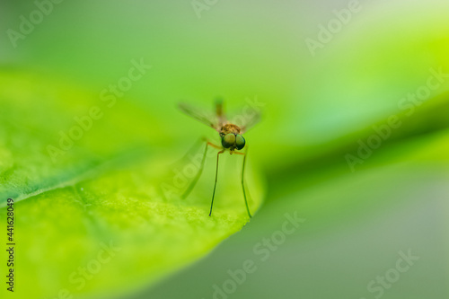 marsh snipe fly, Rhagio tringarius, a fly standing on a leaf
 photo