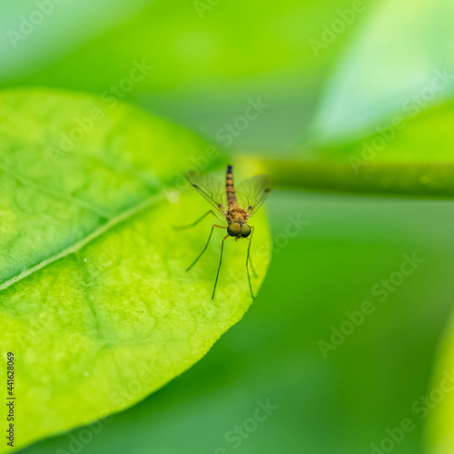 marsh snipe fly, Rhagio tringarius, a fly standing on a leaf 