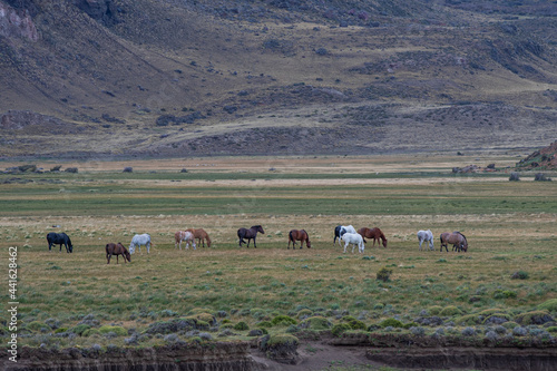 Horses in the wild