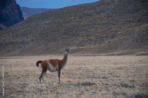 Guanacos in the wild