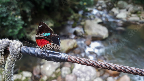 Rare 88 butterfly, Diaethria clymena, over a stream in the Brazilian rainforest photo