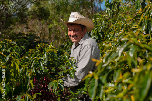 Coffee farmer is harvesting coffee berries in the coffee farm at Jalapa Guatemala