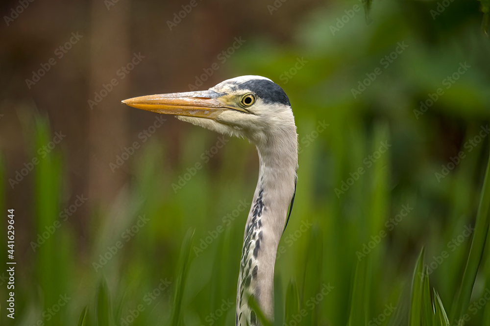 Heron portrait in the long grass, close up, in Scotland in spring Heron portrait in the long grass, close up, in Scotland in spring