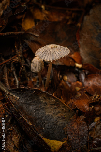 mushroom on the ground