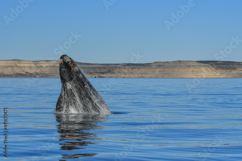 wale in the sea