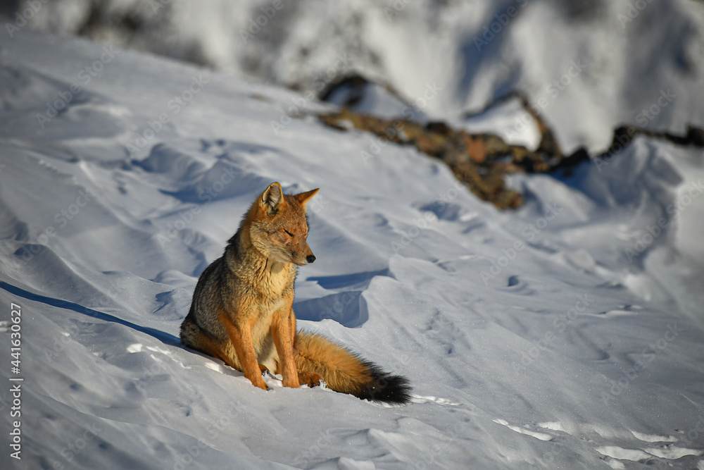 Fototapeta premium fox in snow