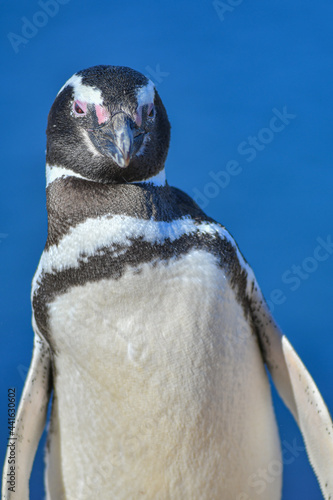 close up of a penguin on a blue background