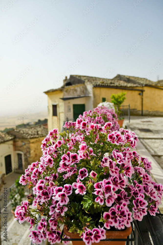 A brightly colored flower pot in a narrow street of Candela, an old town in the Puglia region of Italy.