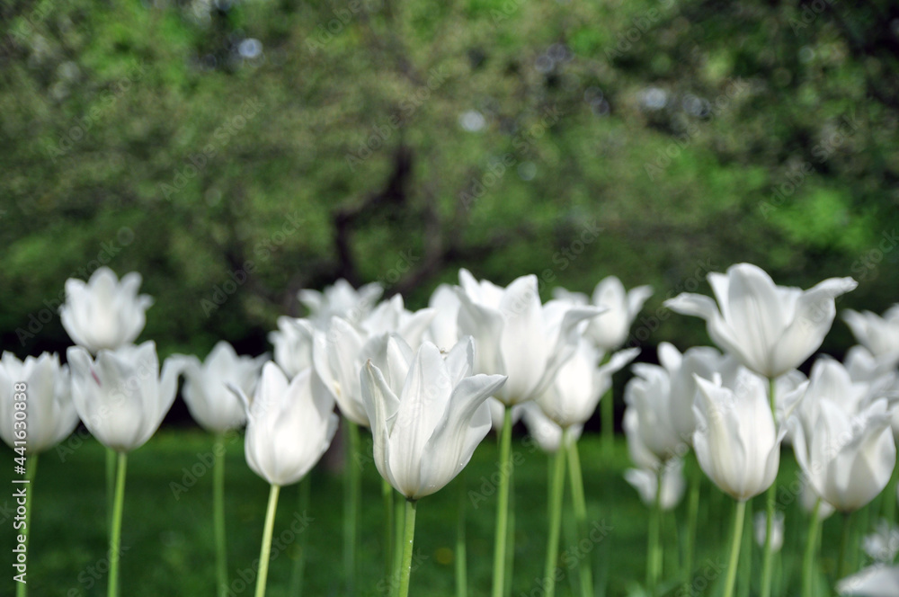 White tulip flowers. Tulips blooming in the field. White tulip flowers. Tulips blooming in the field.