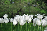 White tulip flowers. Tulips blooming in the field.