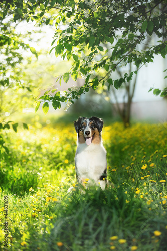 Portrait of adorable australian shepherd dog posing in the park on yellow dandalion's and green tree's background