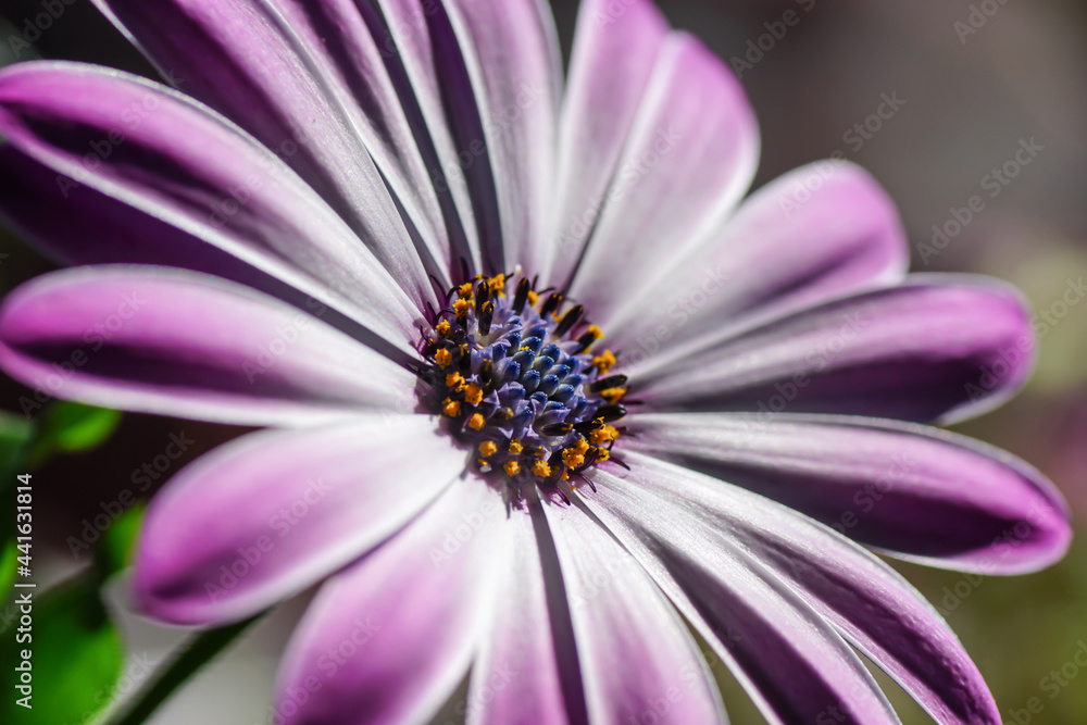 Blume Blume
