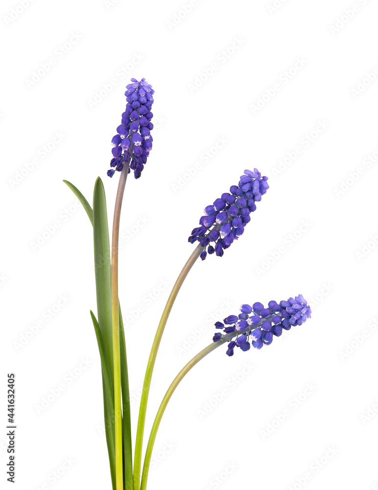 Obraz premium Muscari flowers isolated on white background. Grape Hyacinth. Beautiful spring flowers.