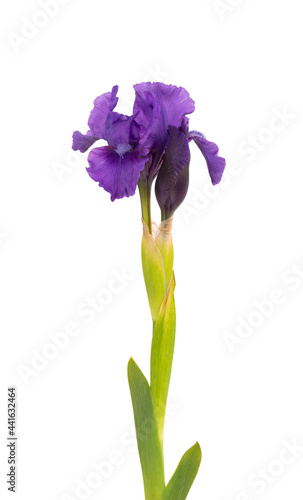Iris flower isolated on white background. Beautiful spring flowers.