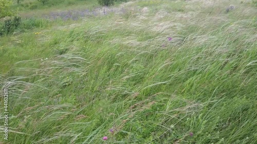 Stipa capillata is a rare plant as known as feather, needle, spear grass by wind in steppe. Ukraine field grass. Video mp4 photo