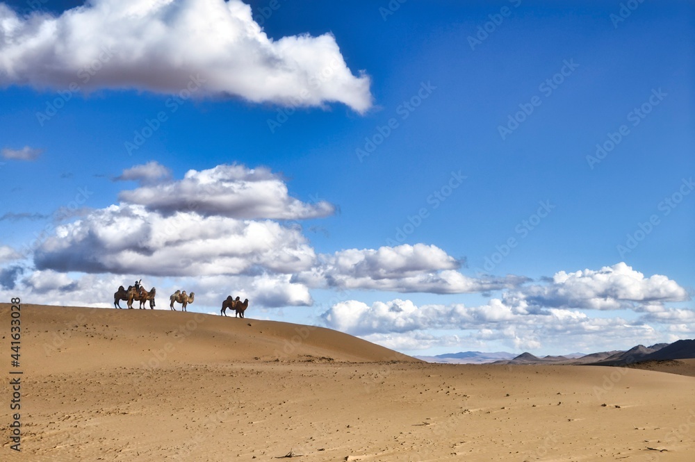 camellos en el desierto de Mongolia