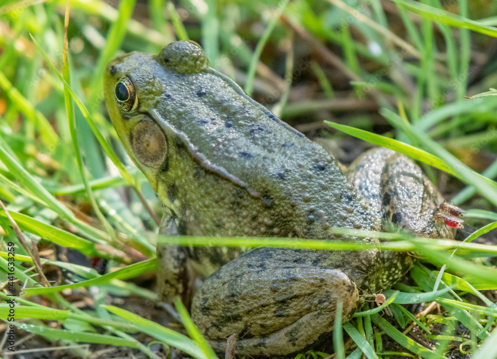 Fototapeta premium Mosquitoes feeding on a northern green frog - Michigan