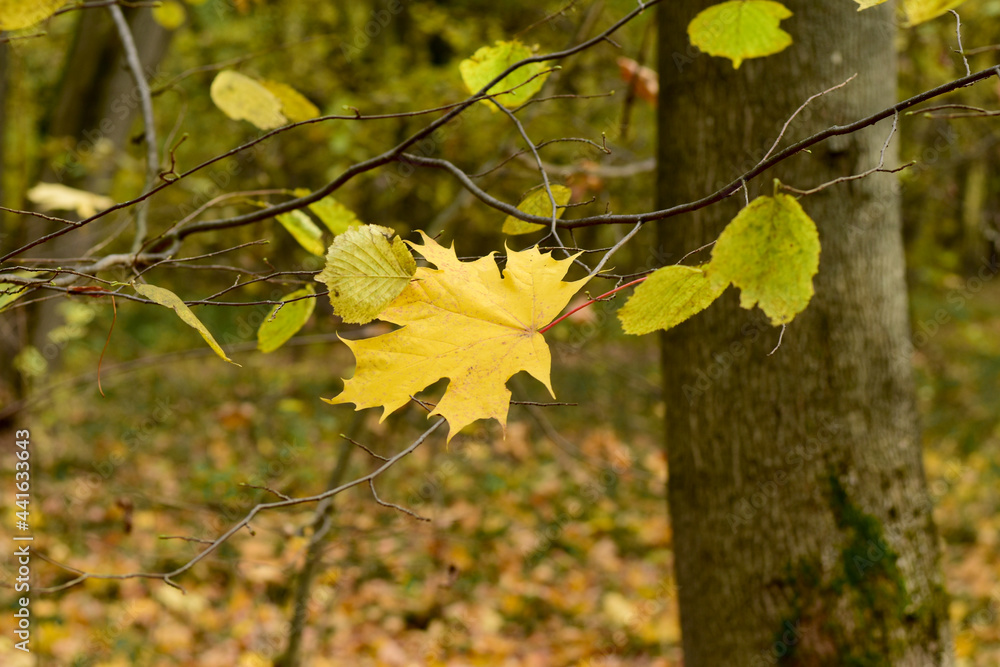 Fall. The fallen maple leaf, before reaching the ground, remained hanging on the lower branches Fall. The fallen maple leaf, before reaching the ground, remained hanging on the lower branches