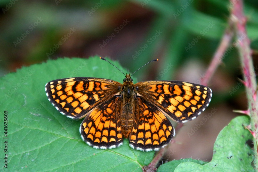 Naklejka premium Papillon posé sur une feuille.