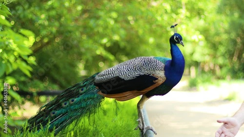 Beautiful blue peacock with shiny tail feathers walks at the summer park. The bird looks closely at the camera. wildlife photo