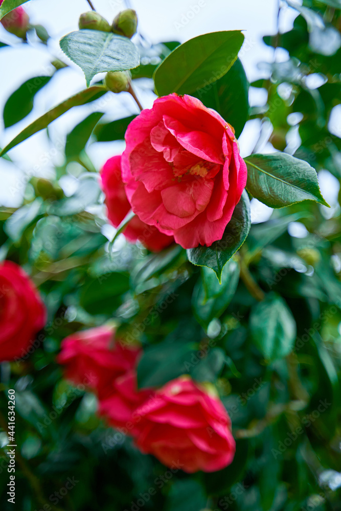 Blooming camellia flowers in the city park