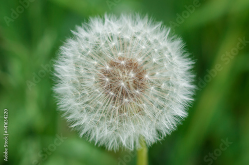 Dandelion on a blury green background  close-up