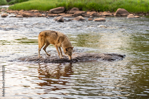 Grey Wolf (Canis lupus) Leans Down to River Water Summer