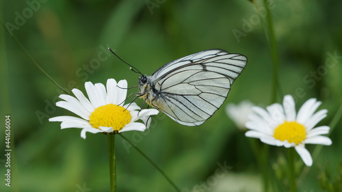  (Aporia crataegi) Baum-Weißling Schmetterling gestellt und auf der Suche nach dem Nektar eines Gänseblümchens