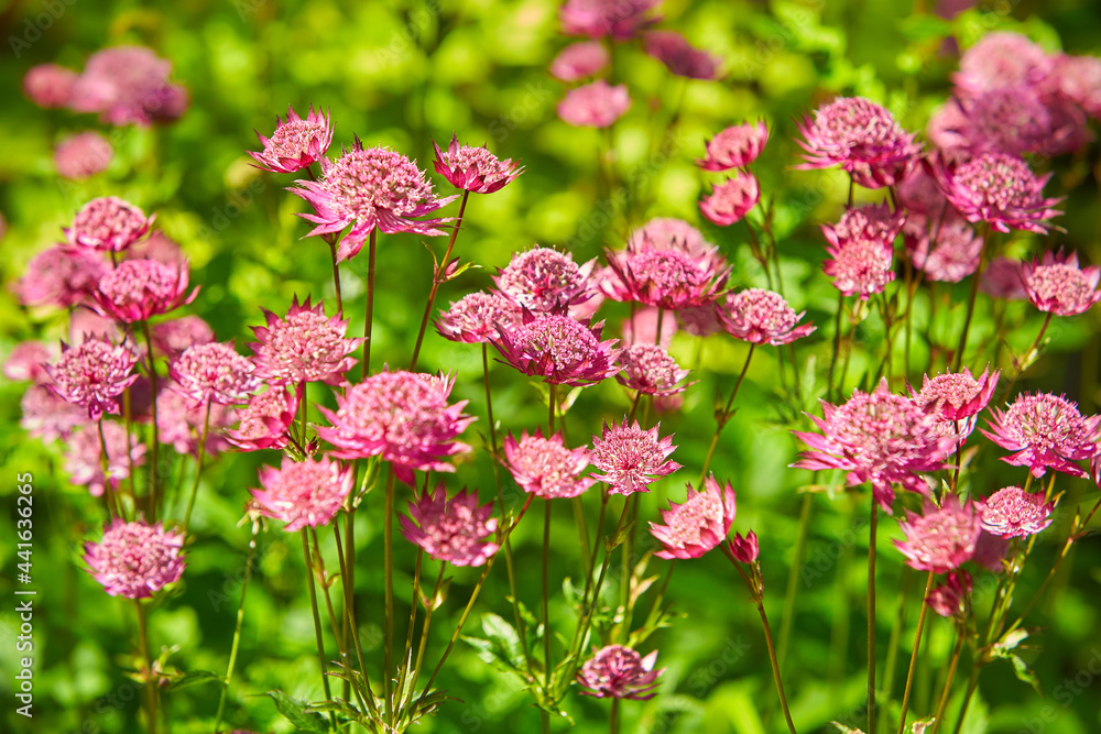 Pink astrantia flowers. Astrantia major Moulin Rouge. Pink astrantia flowers. Astrantia major Moulin Rouge.