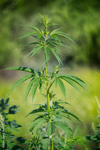 Branch of marihuana growing in a drug plantation farm, close up selective focus.