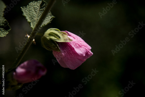 Alcea rosea, common hollyhock pink blossom at garden