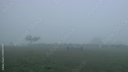 Beef Cattle and Cows in Fog, in Tacuarembo, Uruguay, South America.  photo