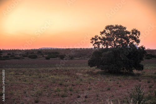 Old holm oaks in cereal fields in La Mancha, Spain, at sunrise