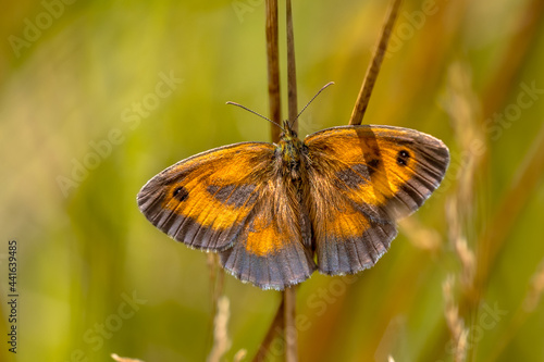 Orange Butterfly Gatekeeper resting on grass