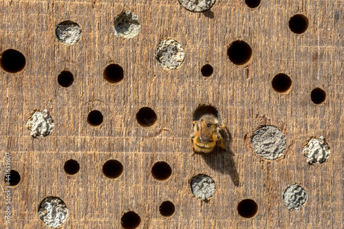 Wild bee building nest in insect hotel photo