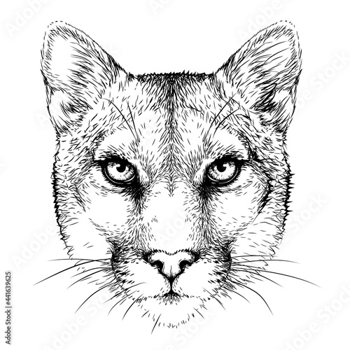 Cougar. Graphic portrait of a mountain lion on a white background in a sketch style. Digital vector graphics. The background is a separate layer