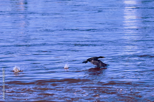 The black cormorant flies over the surface of the river  leaving splashes of spray on its wings.