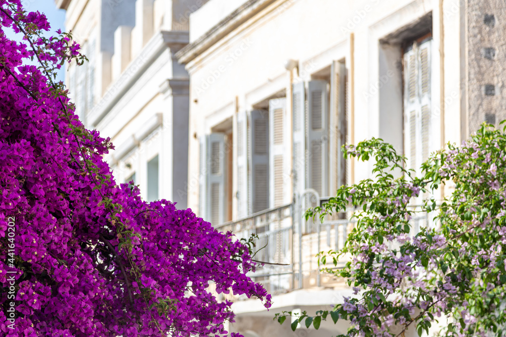 Bougainvillea with purple flowers at Ermoupolis capital of Syros island, Cyclades, Greece.