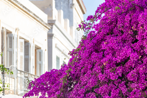 Bougainvillea with purple flowers at Ermoupolis Syros island, Cyclades, Greece. © Rawf8