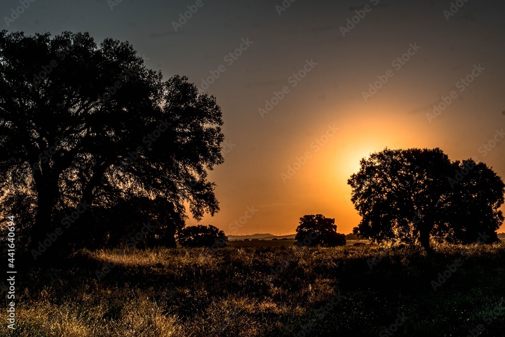 Old holm oaks in cereal fields in La Mancha, Spain, at sunrise