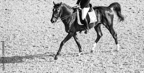 Dressage horses and rider in uniform. Horizontal banner for website header design. Black and white. Equestrian sport competition, copy space.