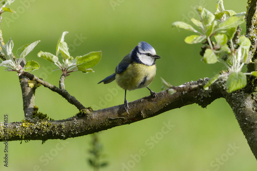 Blaumeise auf einem Ast