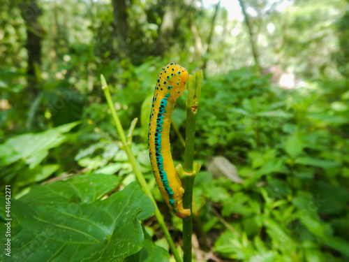 Blue tiger moth caterpillar eating ,Dysphania percota